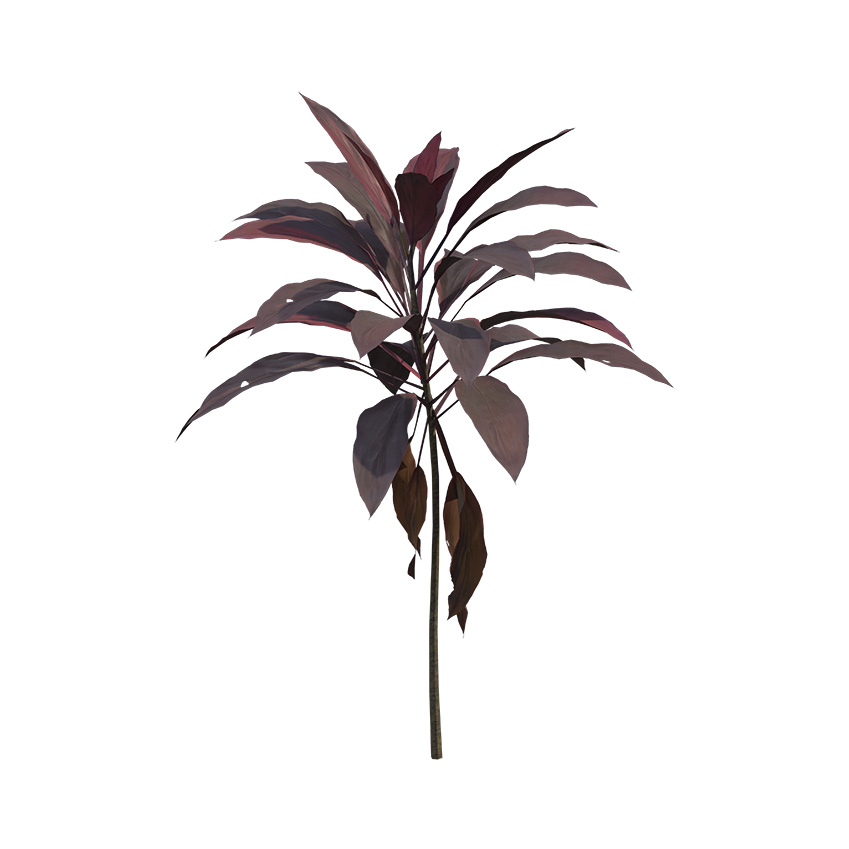 Cordyline fruticosa - Ti Plant